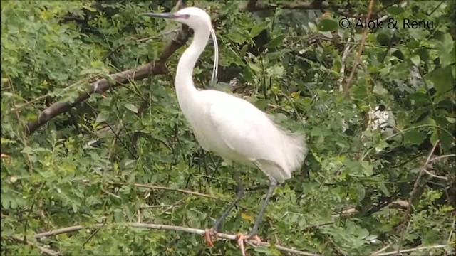 Little Egret (Western) - ML201979131