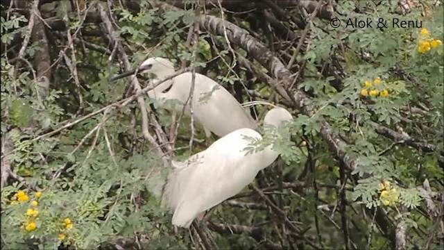 Little Egret (Western) - ML201979141