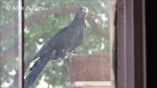 Asian Koel - ML201979171