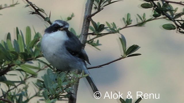 Gray Bushchat - ML201979211