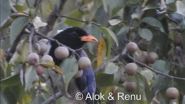 Red-billed Blue-Magpie - ML201979261