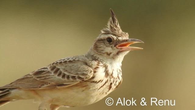 Crested Lark - ML201979391