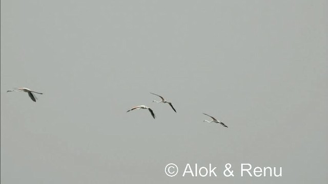 Greater Flamingo - ML201979421