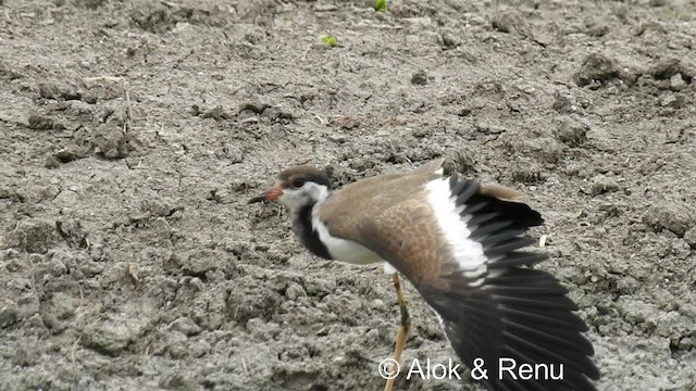 Red-wattled Lapwing - ML201979431