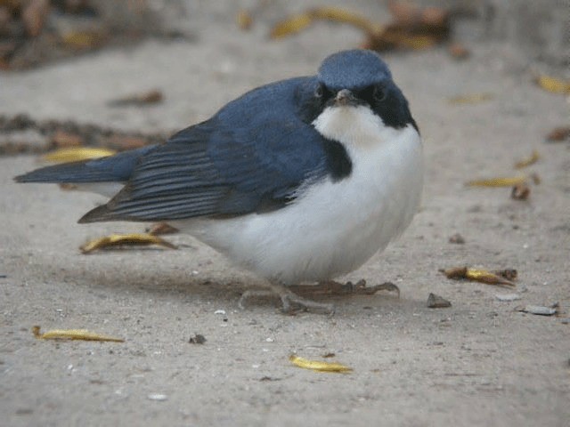 Siberian Blue Robin - ML201979461