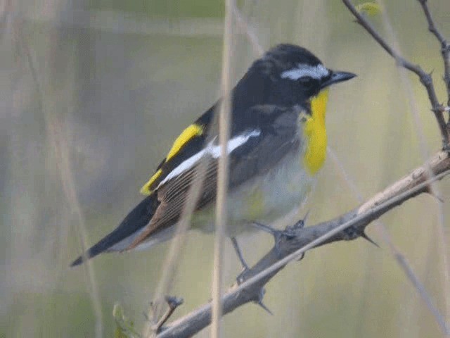 Yellow-rumped Flycatcher - ML201979511