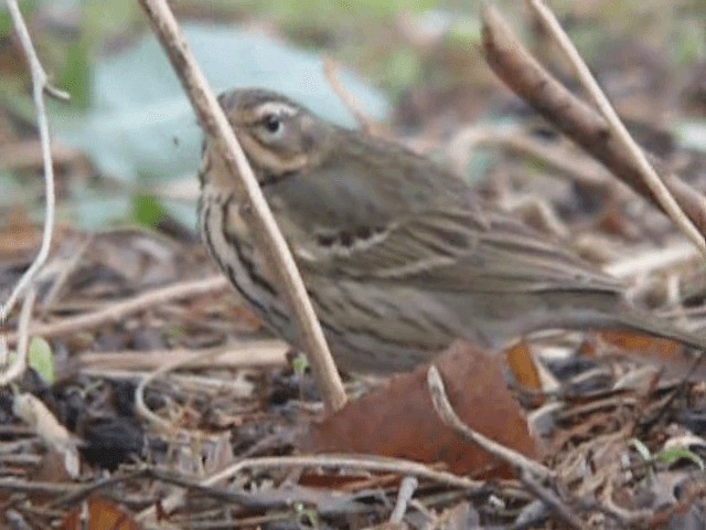 Olive-backed Pipit - ML201979521