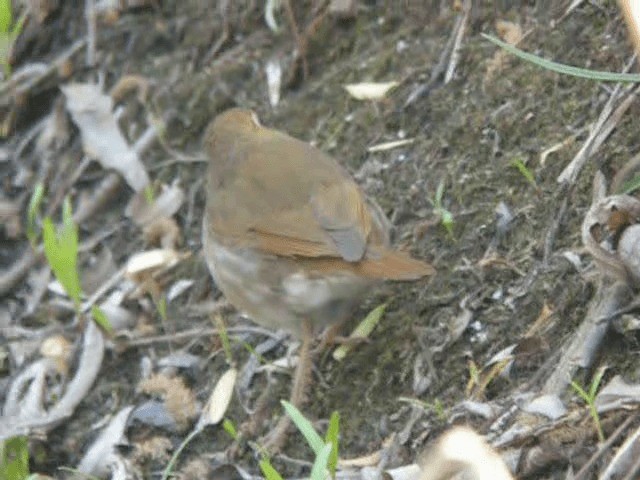 Rufous-tailed Robin - ML201979541