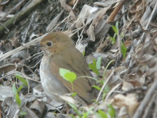 Rufous-tailed Robin - ML201979551