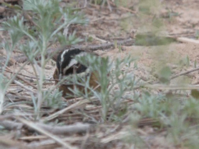 amurspurv - ML201979561