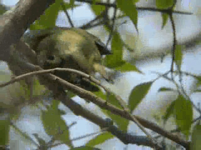 Eastern Crowned Warbler - ML201979571