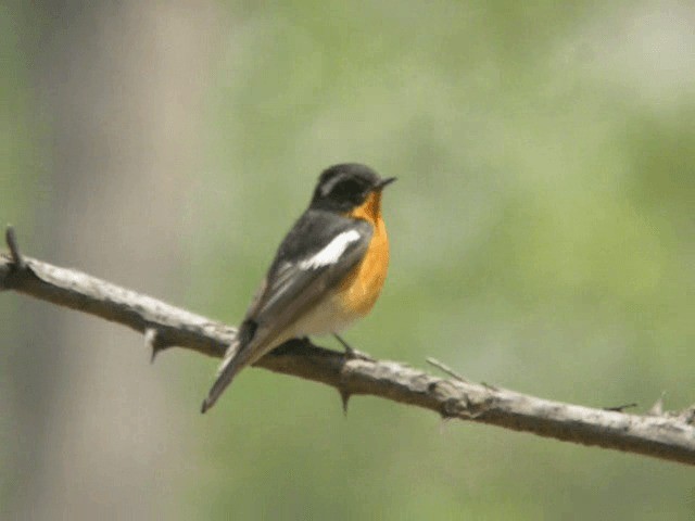 Mugimaki Flycatcher - ML201979621