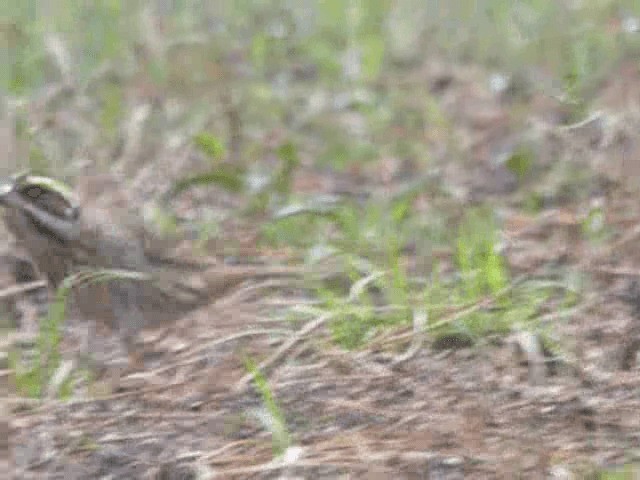 Yellow-browed Bunting - ML201979641