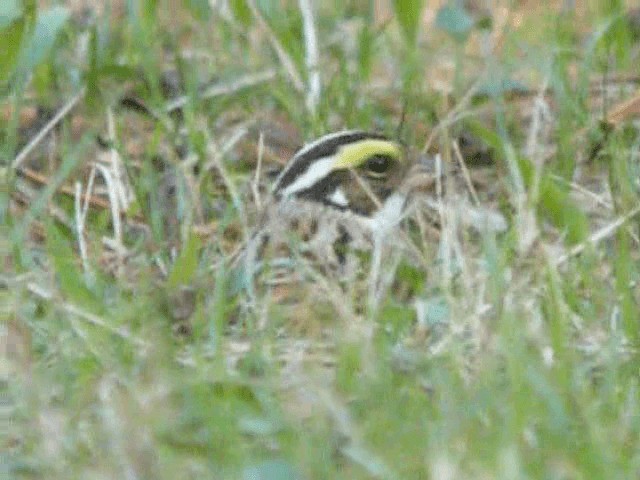 Yellow-browed Bunting - ML201979651