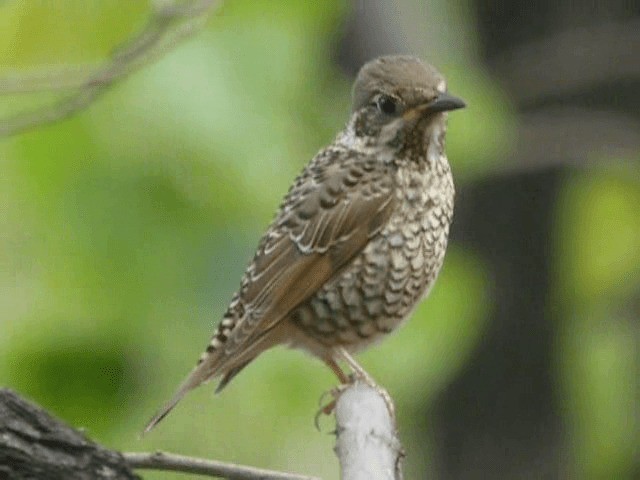 White-throated Rock-Thrush - ML201979671