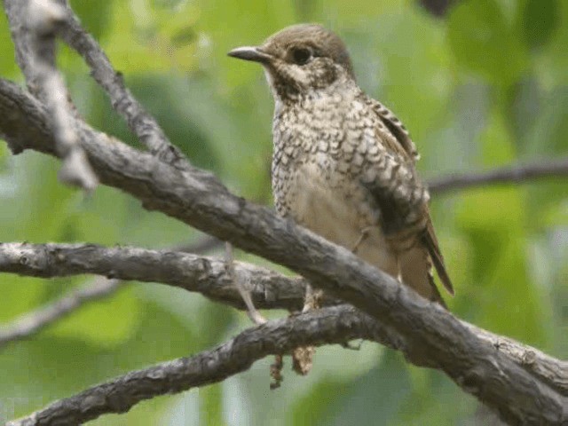 White-throated Rock-Thrush - ML201979681