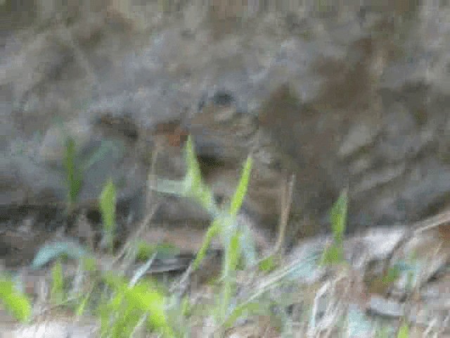 amurspurv - ML201979691