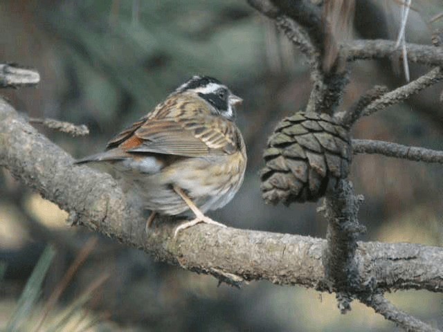 amurspurv - ML201979701