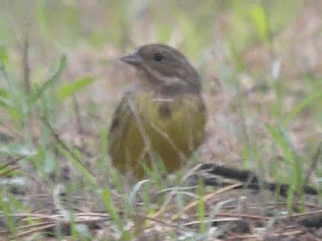 Chestnut Bunting - ML201979721