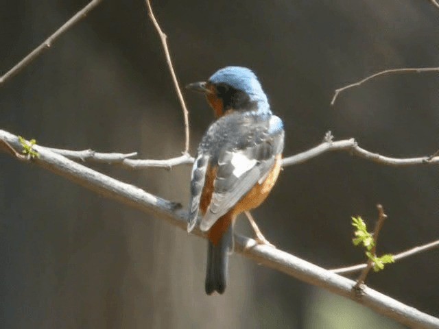 White-throated Rock-Thrush - ML201979761