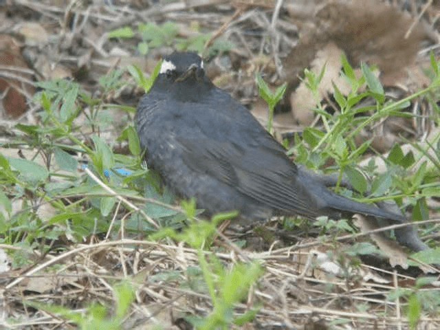 Siberian Thrush - ML201979771