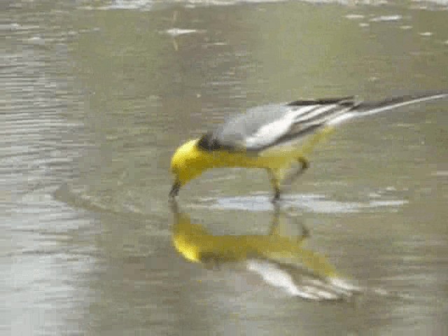 Citrine Wagtail (Gray-backed) - ML201979811