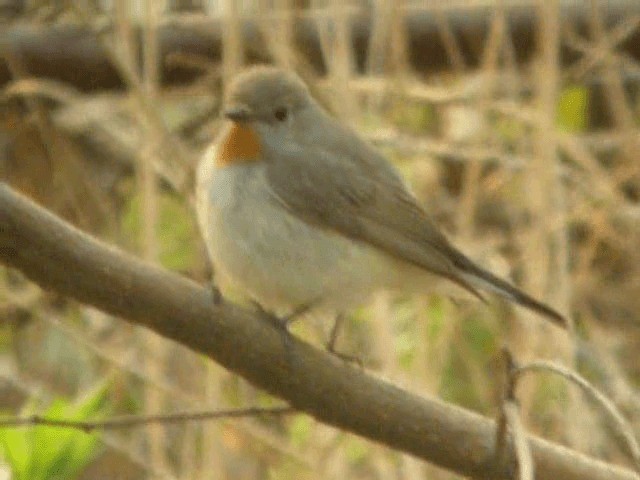 Taiga Flycatcher - ML201979831