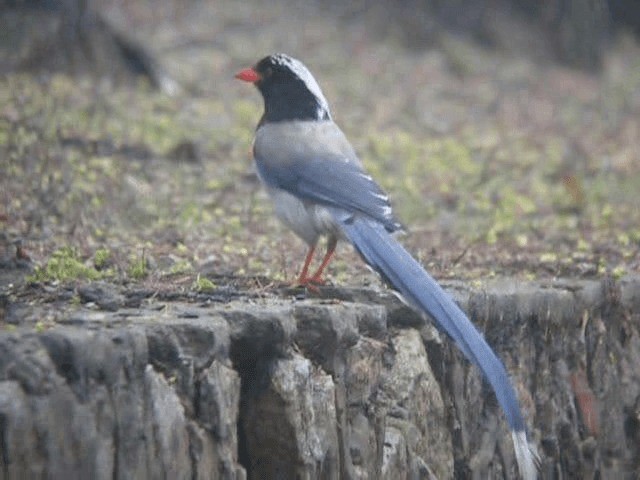 Red-billed Blue-Magpie - ML201979851