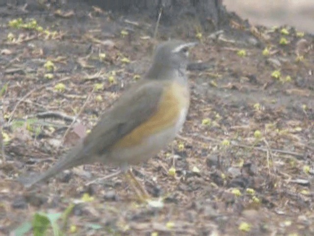 Eyebrowed Thrush - ML201979871