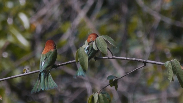 Guêpier de Leschenault - ML201979901