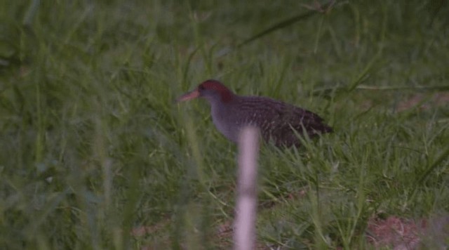 Slaty-breasted Rail - ML201979921