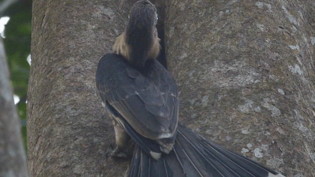 Rusty-cheeked Hornbill - ML201979961