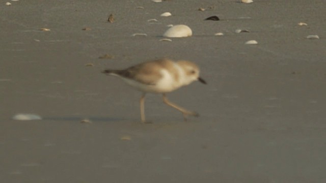 White-faced Plover - ML201980001