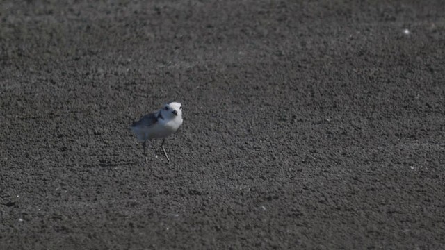 White-faced Plover - ML201980011