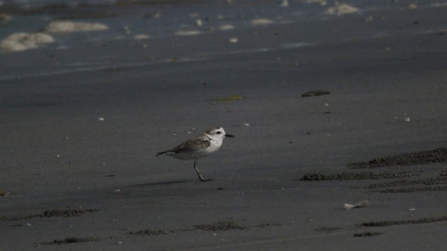 White-faced Plover - ML201980021