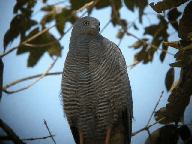 Crane Hawk (Banded) - ML201980051