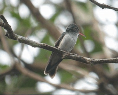 kolibřík pestrý [skupina versicolor] - ML201980151