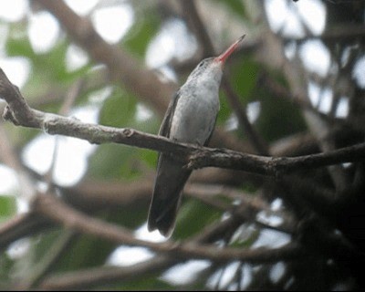kolibřík pestrý [skupina versicolor] - ML201980161