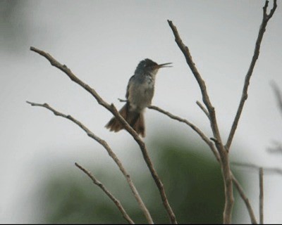 kolibřík pestrý [skupina versicolor] - ML201980171