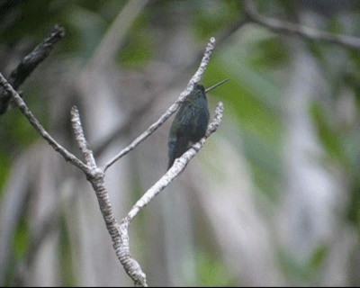 kolibřík modročelý - ML201980221