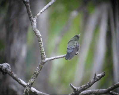 kolibřík modročelý - ML201980231