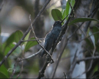 kolibřík modročelý - ML201980241