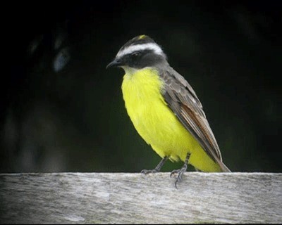 Rusty-margined Flycatcher - ML201980281