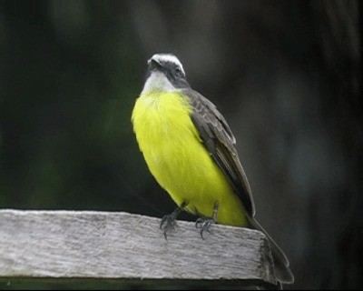 Rusty-margined Flycatcher - ML201980291