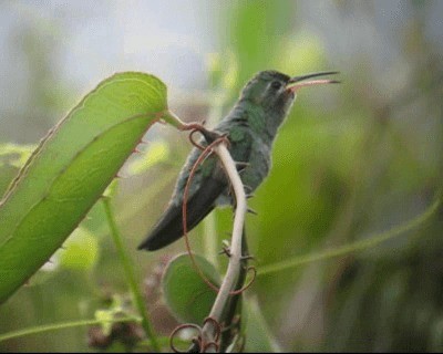 kolibřík zelenoocasý - ML201980311