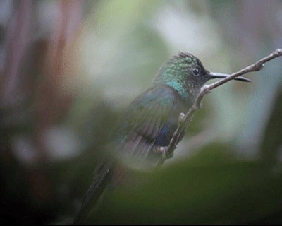 kolibřík nymfový - ML201980321