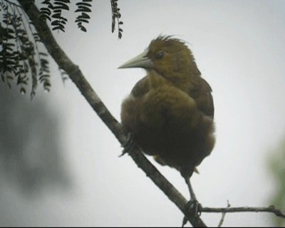 Russet-backed Oropendola (Green-billed) - ML201980531