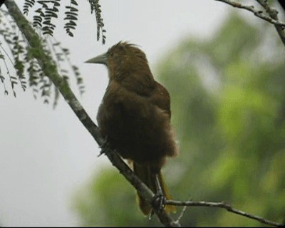 Cacique Dorsirrufo (oleagineus) - ML201980541