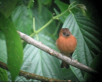 Cinnamon Flycatcher (Venezuelan) - ML201980561