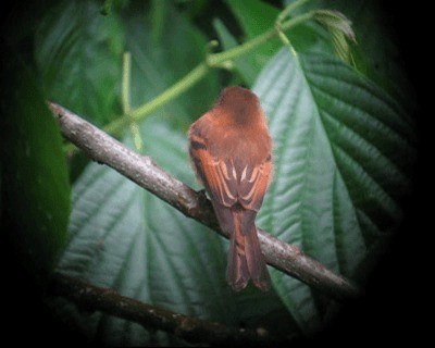 Cinnamon Flycatcher (Venezuelan) - ML201980571